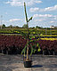 Ель обыкновенная Виргата Глаука (Picea abies Virgata Glauca), С20,выс. 160-180 см, фото 3