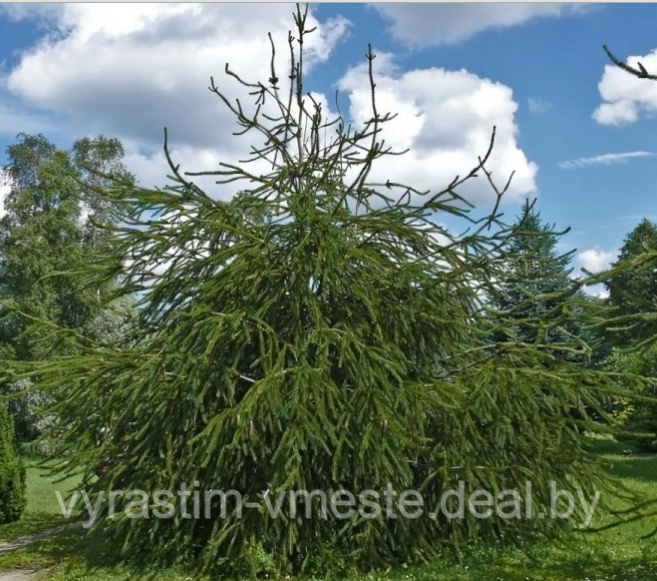 Ель обыкновенная Виргата (Picea abies Virgata), С10, выс. 150-160 см - фото 2 - id-p175809430