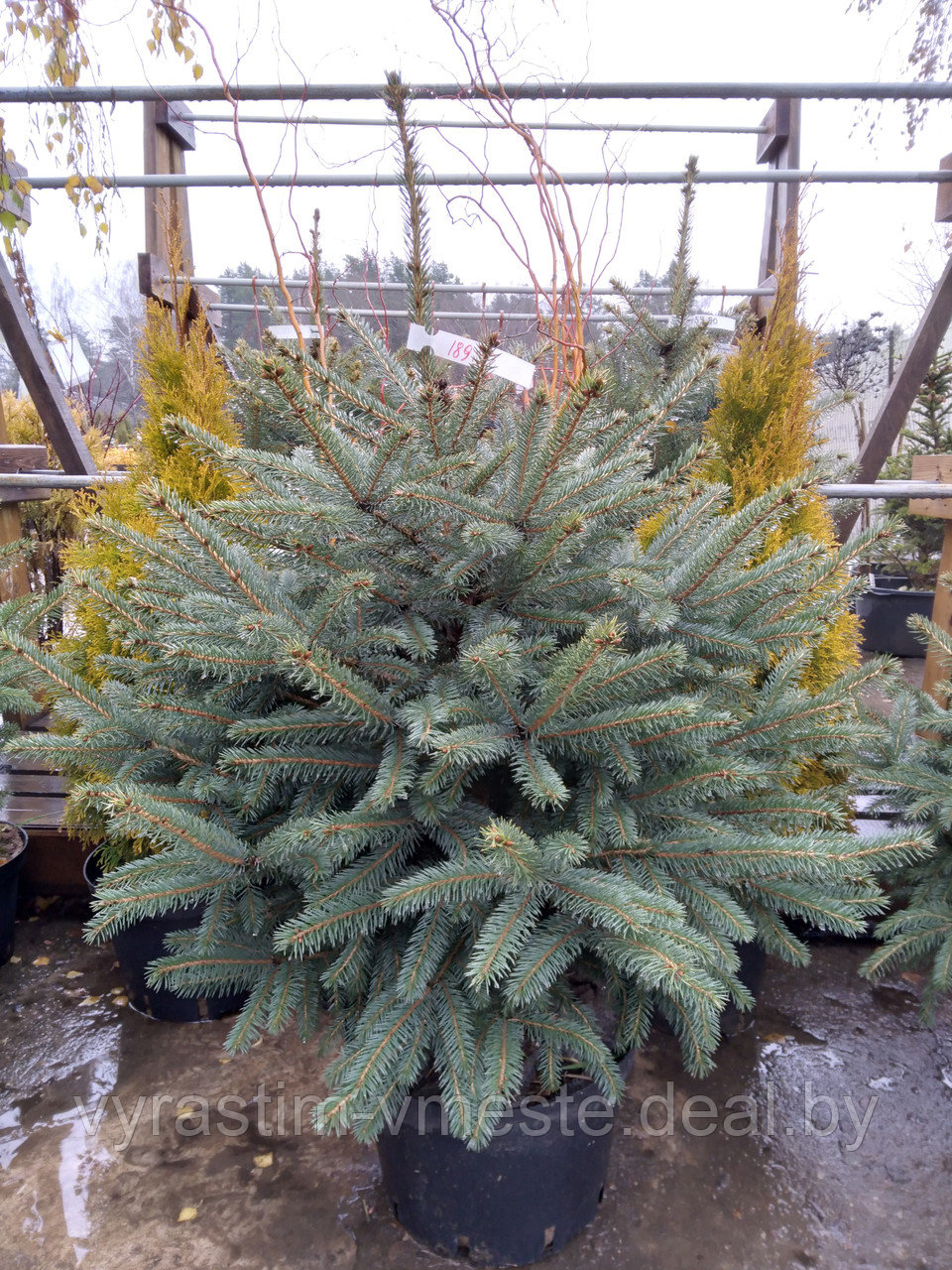Ель колючая Глаука (Picea pungens Glauca) С35, выс:150 см