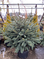 Ель колючая Глаука (Picea pungens Glauca) С35, выс:150 см