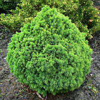 Ель канадская Альберта Глоб (Picea glauca Alberta Globe), С7