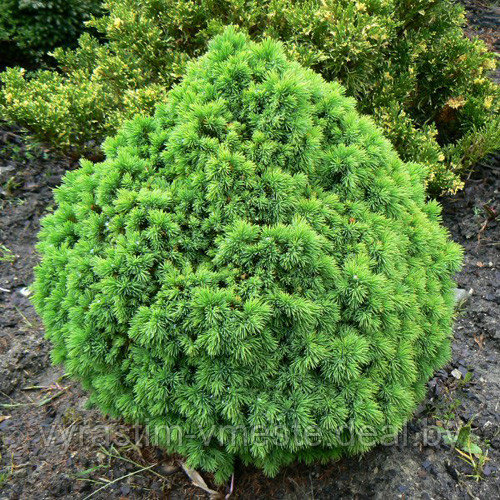 Ель канадская Альберта Глоб (Picea glauca Alberta Globe), С7 - фото 1 - id-p175810410