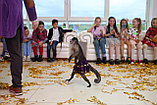 Шоу дрессированной обезьянки, фото 5