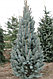 Ель колючая Исели Фастигиата (Picea pungens ‘Iseli Fastigiata’), С20, выс. 170-180 см, фото 2