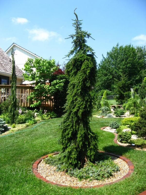 Ель сербская Пендула (Picea Omorika Pendula) С10 В.130 см - фото 1 - id-p175813469