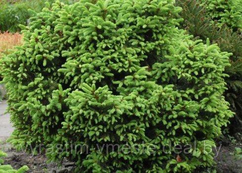 Ель обыкновенная Охлендорфи (Picea abies Ohlendorffii),С5 В. 35-40 см
