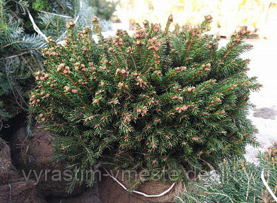 Ель обыкновенная Охлендорфи (Picea abies Ohlendorffii),С5 В. 35-40 см - фото 2 - id-p175814488