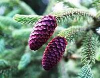 Ель Пурпурная (Picea purpurea)С10
