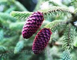 Ель Пурпурная (Picea purpurea)С10 - фото 1 - id-p175814500
