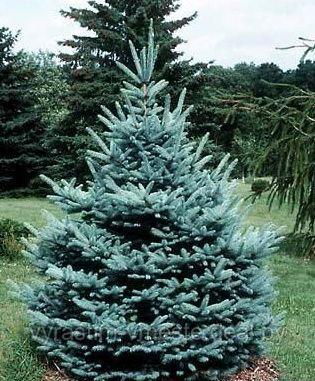 Ель Фат Альберт (Picea pungens Fat Albert) С7, выс:70-110 см