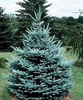 Ель Фат Альберт (Picea pungens Fat Albert) С7, выс:70-110 см