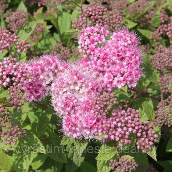 Спирея японская Литл Принцесс (Spiraea japonica Little princess) С3, 30-40 см - фото 3 - id-p175820362