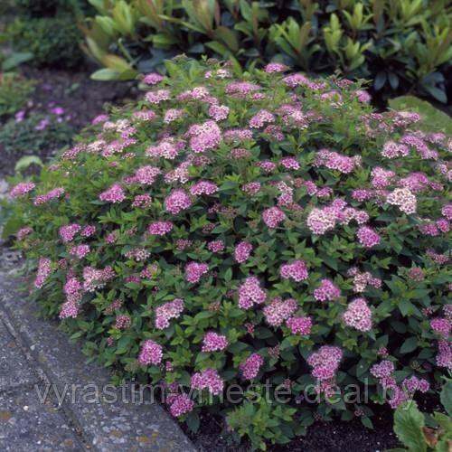 Спирея японская Литл Принцесс (Spiraea japonica Little princess) С3, 30-40 см - фото 4 - id-p175820362