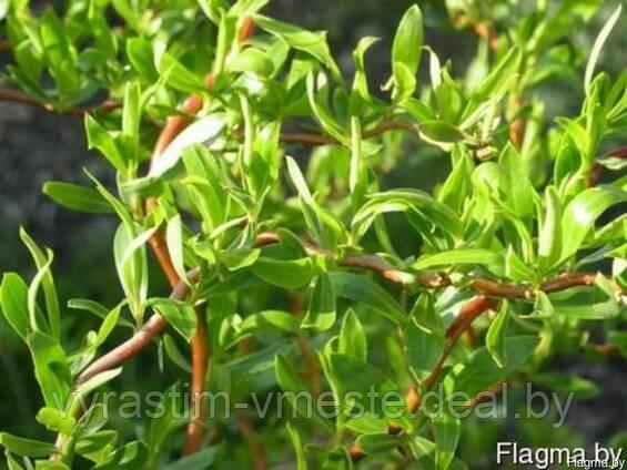 Ива Вавилонская Тортуоза (Salix Tortuosa) С7,5, выс:130-200 см - фото 1 - id-p175826166