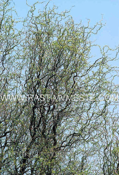 Ива Вавилонская Тортуоза (Salix Tortuosa) С7,5, выс:130-200 см - фото 2 - id-p175826166