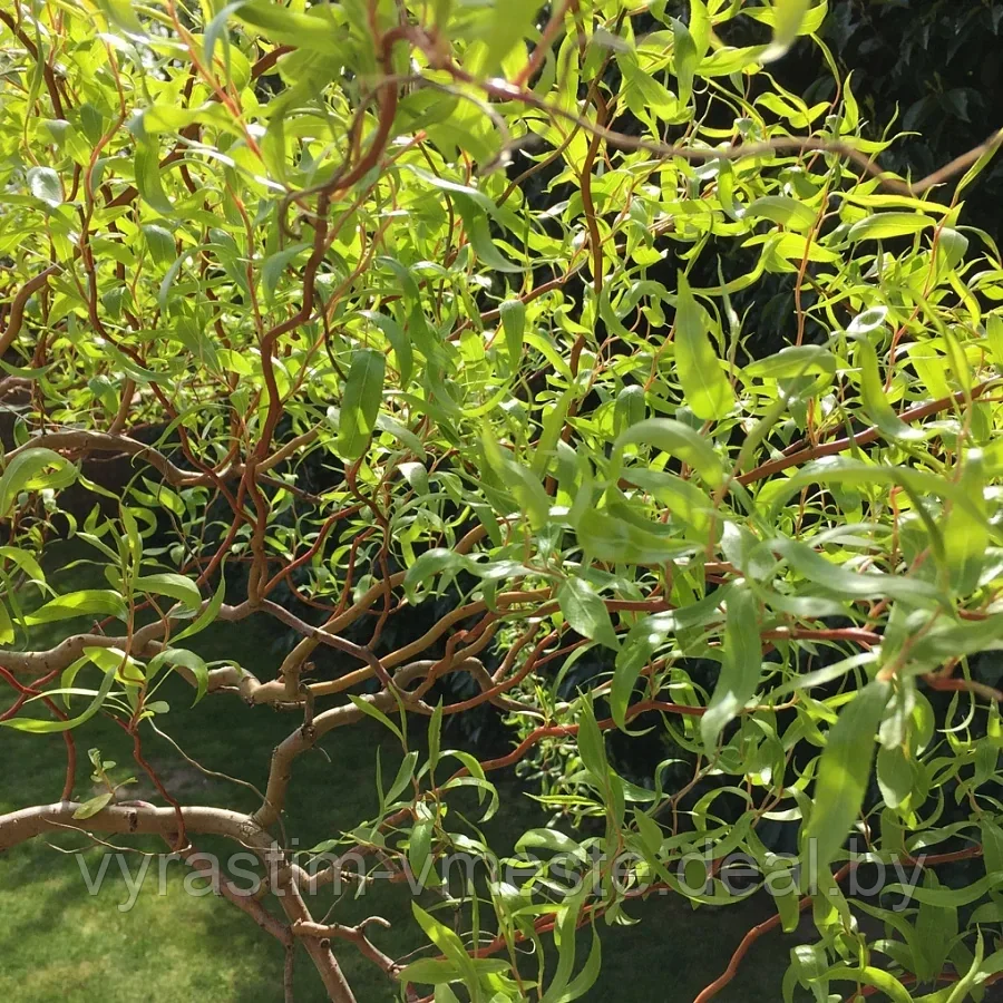 Ива Вавилонская Тортуоза (Salix Tortuosa) С7,5, выс:130-200 см - фото 3 - id-p175826166