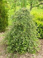 Ива цельнолистная Пендула (Salix integra `Pendula`) С3