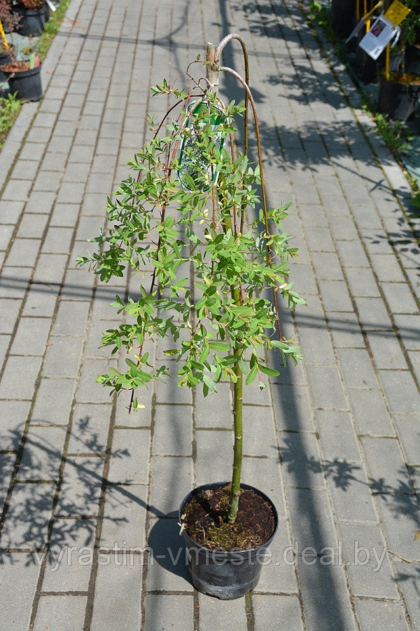 Ива цельнолистная Пендула (Salix integra `Pendula`) С3 - фото 2 - id-p48699012