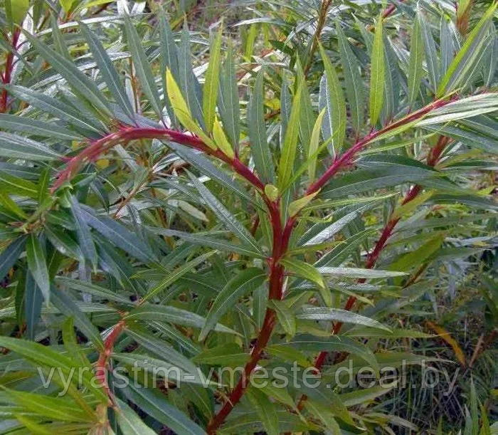 Ива удинская Секка (Salix udensis `Sekka`) С10, выс: 70-100 см - фото 2 - id-p175878113