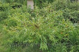Ива удинская Секка (Salix udensis `Sekka`) С10, выс: 70-100 см - фото 3 - id-p175878113