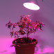 Фитолампа для растений светодиодная ЭРА FITO-10W-RB-E27-K красно-синего спектра 10 Вт Е27, фото 2