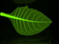 Система визуализации биолюминесценции и флуоресценции растений in vivo Vilber Newton 7.0 BIO FT400 - фото 2 - id-p176154221