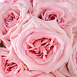 Роза кустовая Пинк Охара, фото 2