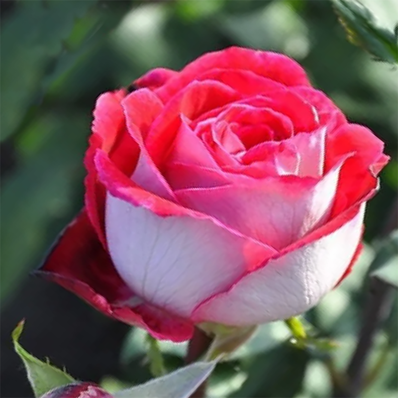 Роза чайно-гибридная Люксор - фото 1 - id-p150168789