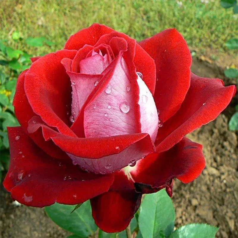 Роза чайно-гибридная Люксор - фото 2 - id-p150168789