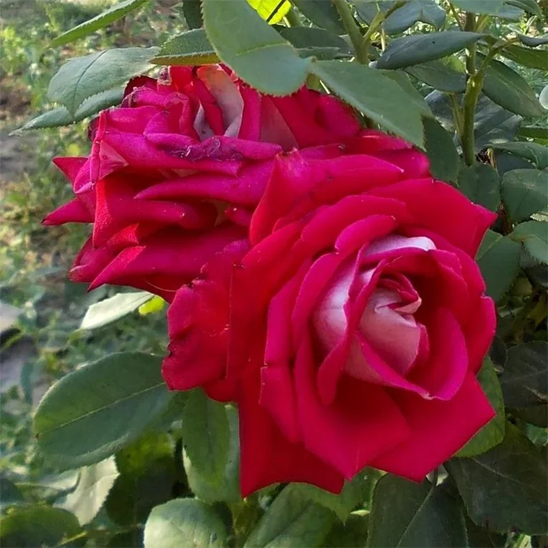 Роза чайно-гибридная Люксор - фото 3 - id-p150168789