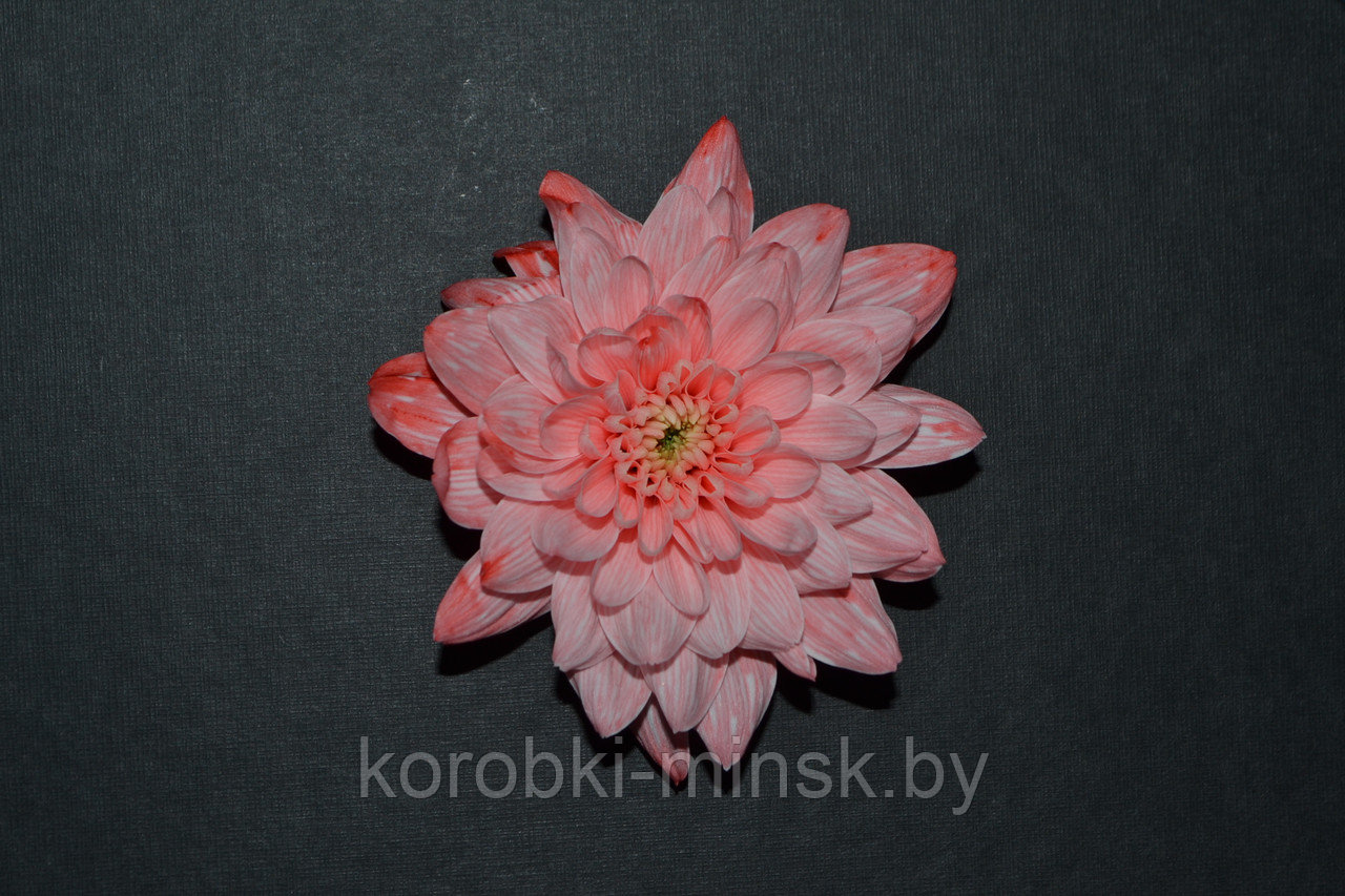 Краситель флористический Розовый COLORS 950мл - фото 2 - id-p176186617