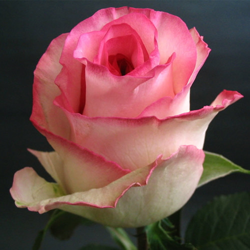 Роза чайно-гибридная "Белла Вита" - фото 1 - id-p176189096