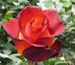 Роза чайно-гибридная "Кофе Брейк" - фото 1 - id-p176195445