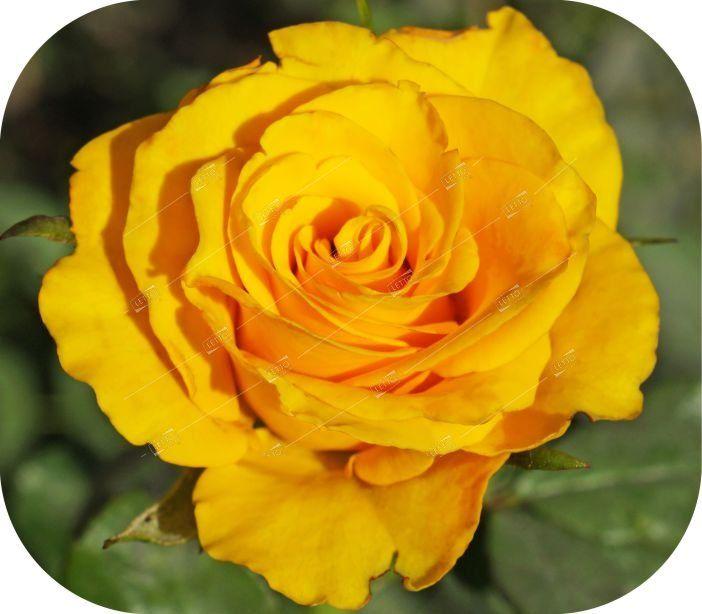 Роза чайно-гибридная "Таро" - фото 1 - id-p176199371