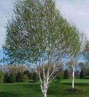 Береза Жакмана (Betula utilis var. jacquemontii) С30