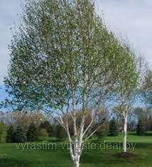 Береза Жакмана (Betula utilis var. jacquemontii) С30 - фото 1 - id-p176421986