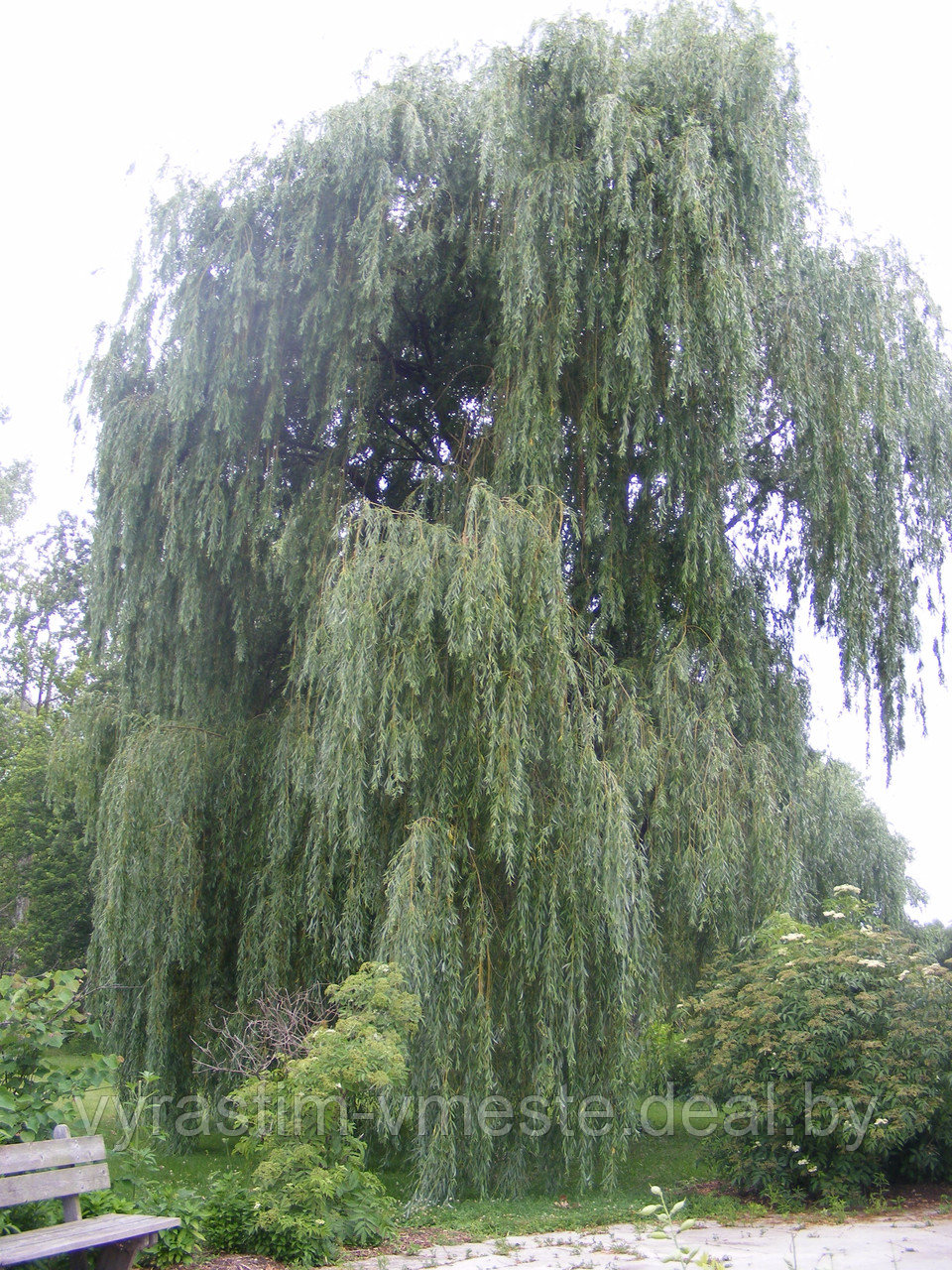 Ива белая Тристис Salix alba 'Tristis' С5, выс: 220-250 см - фото 1 - id-p176423193