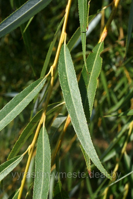 Ива белая Тристис Salix alba 'Tristis' С5, выс: 220-250 см - фото 2 - id-p176423193