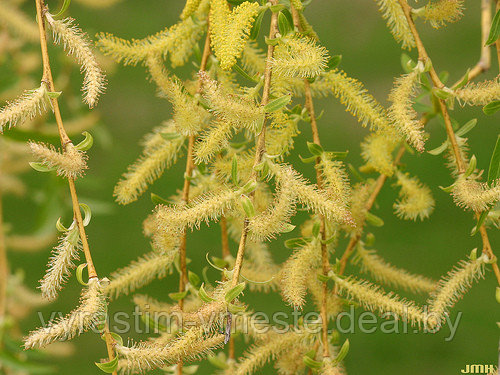 Ива белая Тристис Salix alba 'Tristis' С5, выс: 220-250 см - фото 3 - id-p176423193