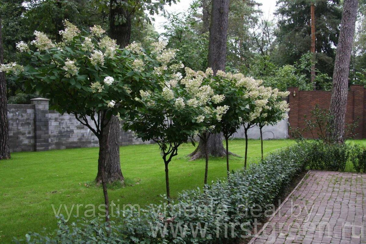 Калина обыкновенная Похьян Нейто ( Viburnum opulus Pohjan Neito ) ШАМБ ШАМБ С10 В.180-200 см - фото 2 - id-p176454204