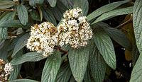 Калина морщинолистная (Viburnum rhylidophyllum)