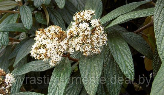 Калина морщинолистная (Viburnum rhylidophyllum) - фото 1 - id-p176455509