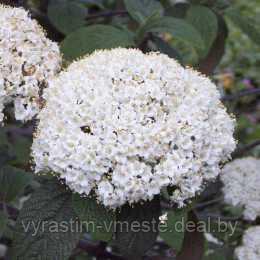 Калина морщинолистная (Viburnum rhylidophyllum) - фото 2 - id-p176455509