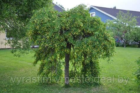 Карагана древовидная Пендула (Caragana arborescens Pendula) ШТАМБ С5 В.140-150 см - фото 1 - id-p176456230