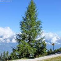 Лиственница европейская (Larix decidua=L. europaea) С7,5