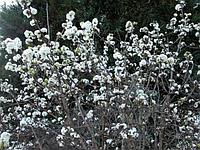 Калина Фаррера 'Candidissimum' (Viburnum farreri 'Candidissimum')