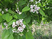 Катальпа (Catalpa), С5, выс: 120-150 см