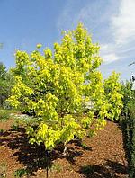 Клен Ауратум (Acer negundo `Auratum) С10