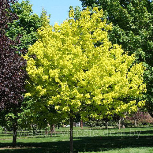 Клен остролистный Принцетон Голд (Acer platanoides Princeton Gold), С20 - фото 1 - id-p176545439