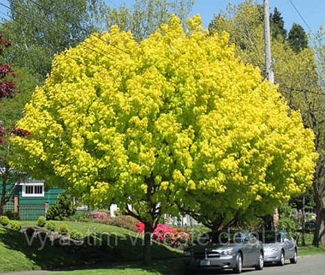 Клен остролистный Принцетон Голд (Acer platanoides Princeton Gold), С20 - фото 3 - id-p176545439